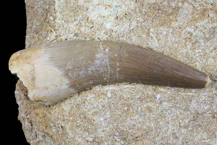 Fossil Plesiosaur (Zarafasaura) Tooth In Sandstone - Morocco #70309